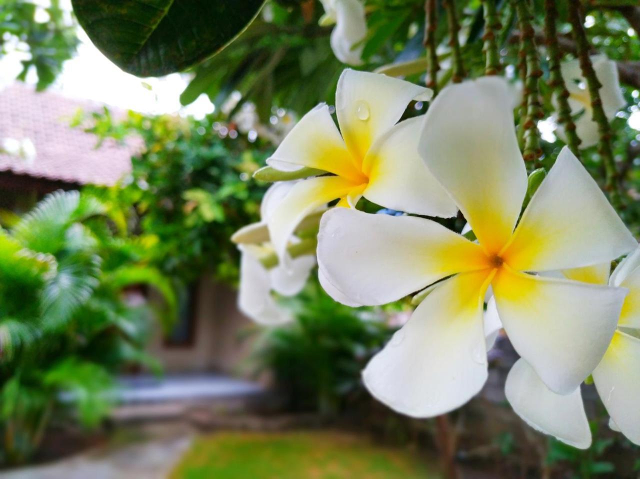 Angga Guest House ペムテラン エクステリア 写真